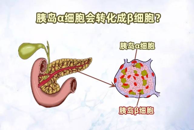 胰岛细胞结构图图片