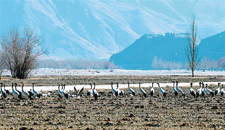 拉鲁湿地公园门票图片