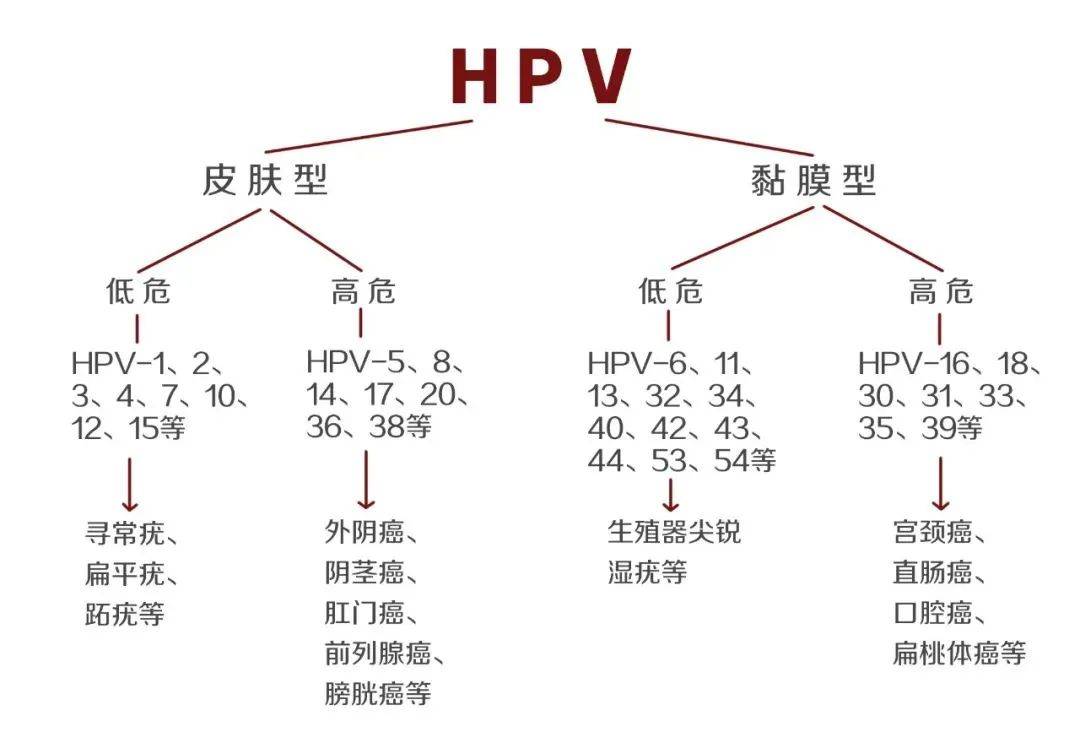 hpv分型检测,有效预防宫颈癌_病毒_乳头_进行