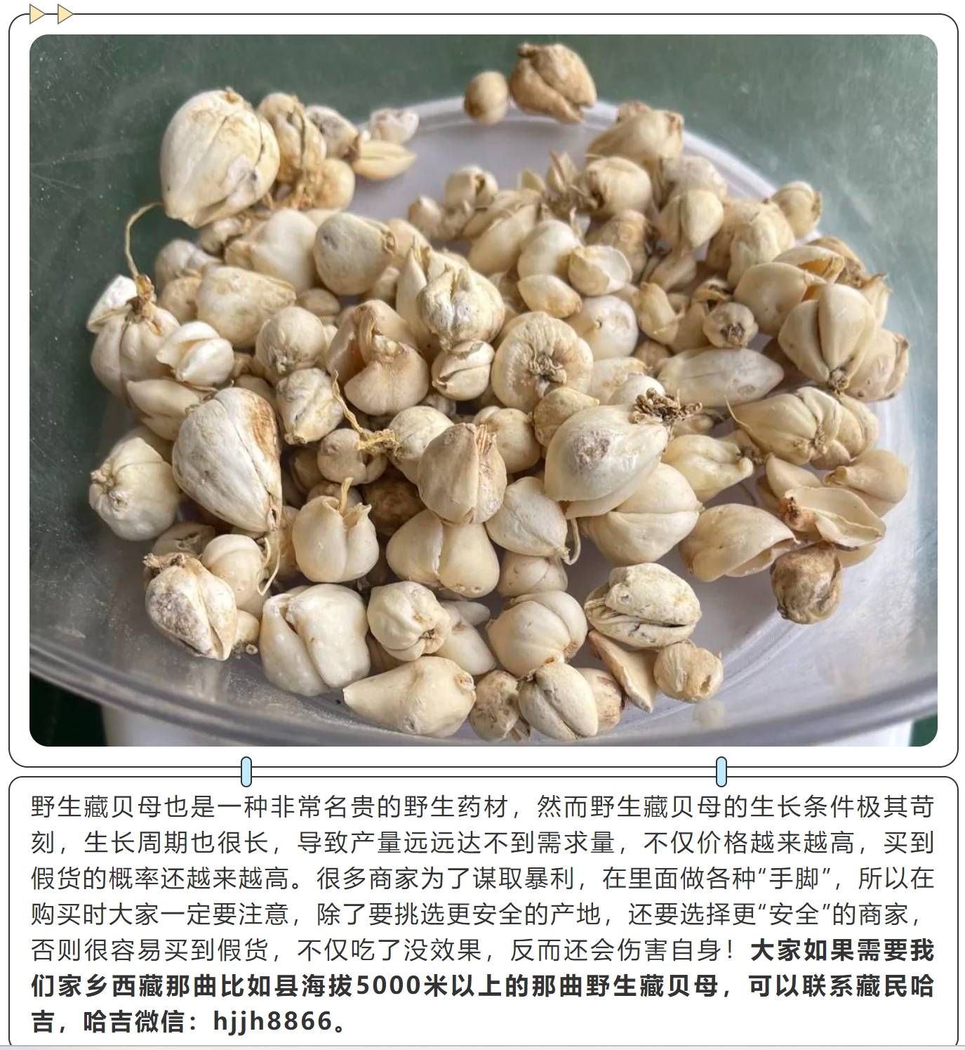 为什么"妈妈"都开始买野生藏贝母,安全性有保障吗_症状_疾病_孕妇