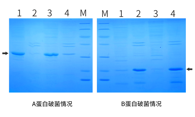 破菌破菌沉澱m:蛋白marker搭配賽多培03大腸桿菌高密度表達培養基