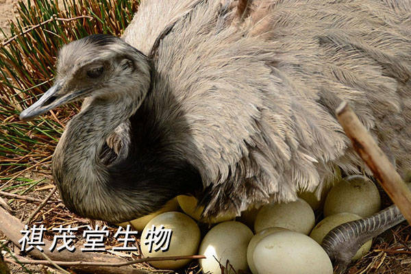 提高鴕鳥產蛋率吃什麼飼料添加劑_種蛋_胚胎_雛鳥