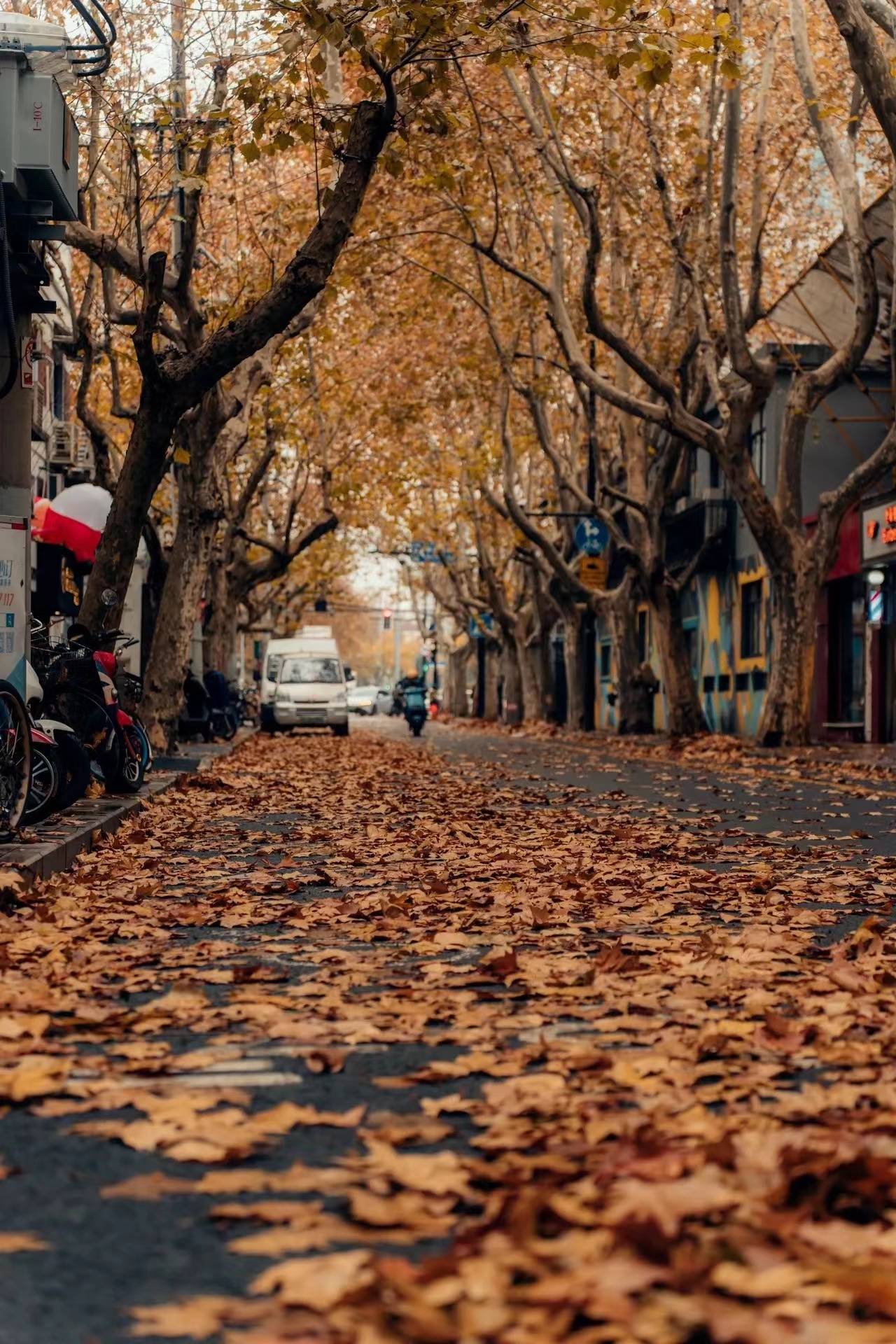梧桐树!让南京有了浪漫的属性