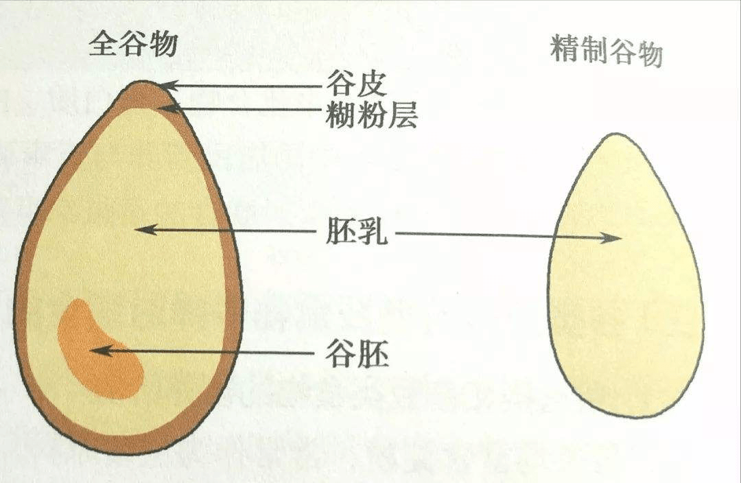 素時刻:如何挑選優質全穀物,讓你的身體更健康_食用_食品_營養素