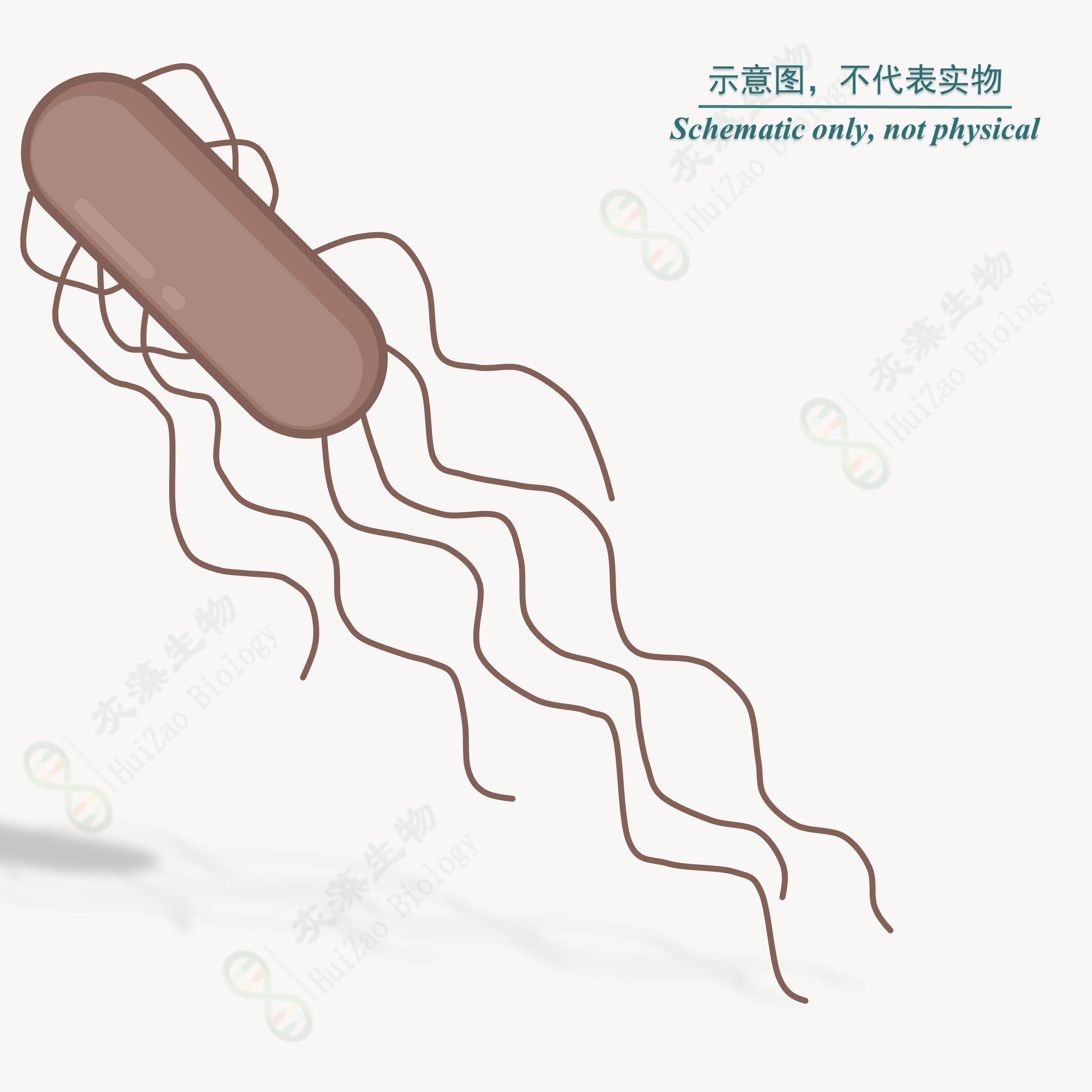 好氧池微生物图谱图片