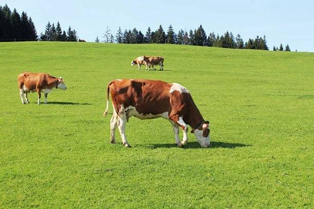 爱尔兰:草饲牛肉的绿岛_自然环境_牛群_生产