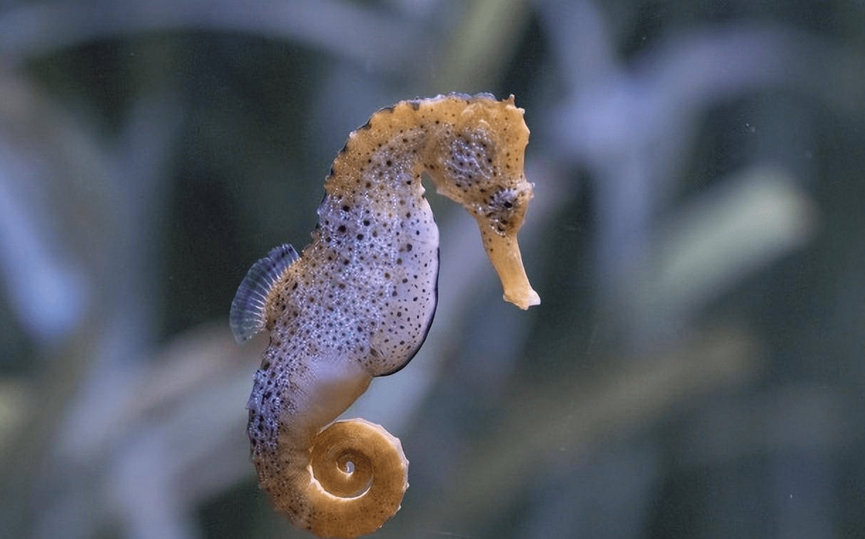 海洋中奇葩的生物，直立游泳食物无胃消化，演化史上的另类—海马(图6)