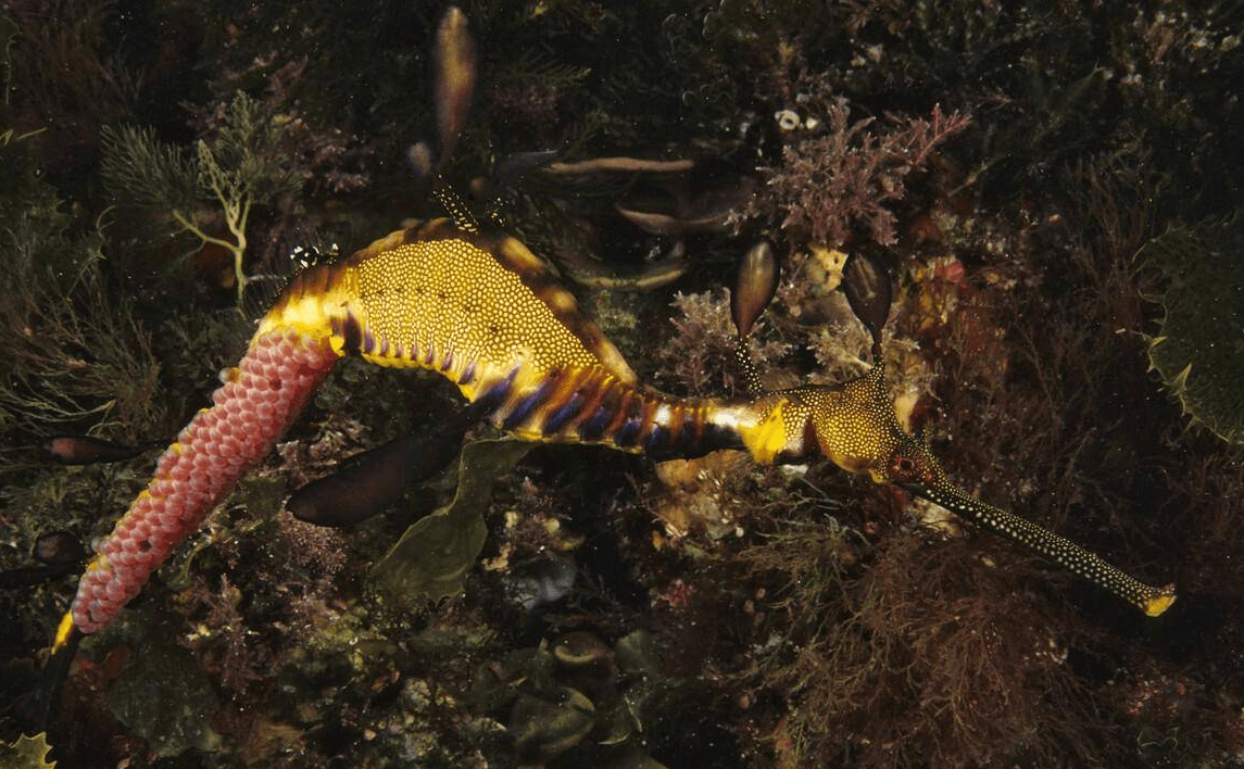 海洋中奇葩的生物，直立游泳食物无胃消化，演化史上的另类—海马(图7)