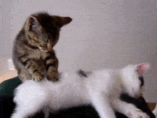 397d20620fbd4cda9ca4af5b5c25f637.gif