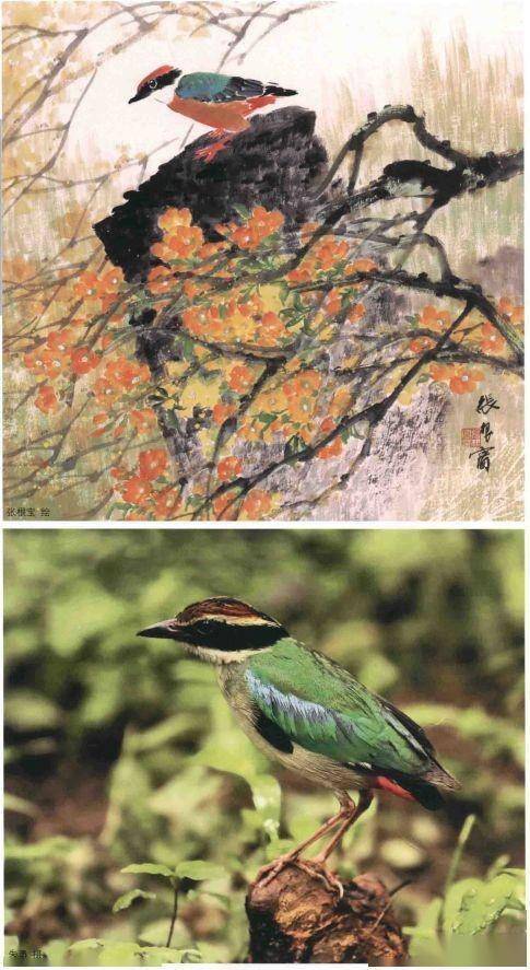 禽鸟国画写生示范图例解析