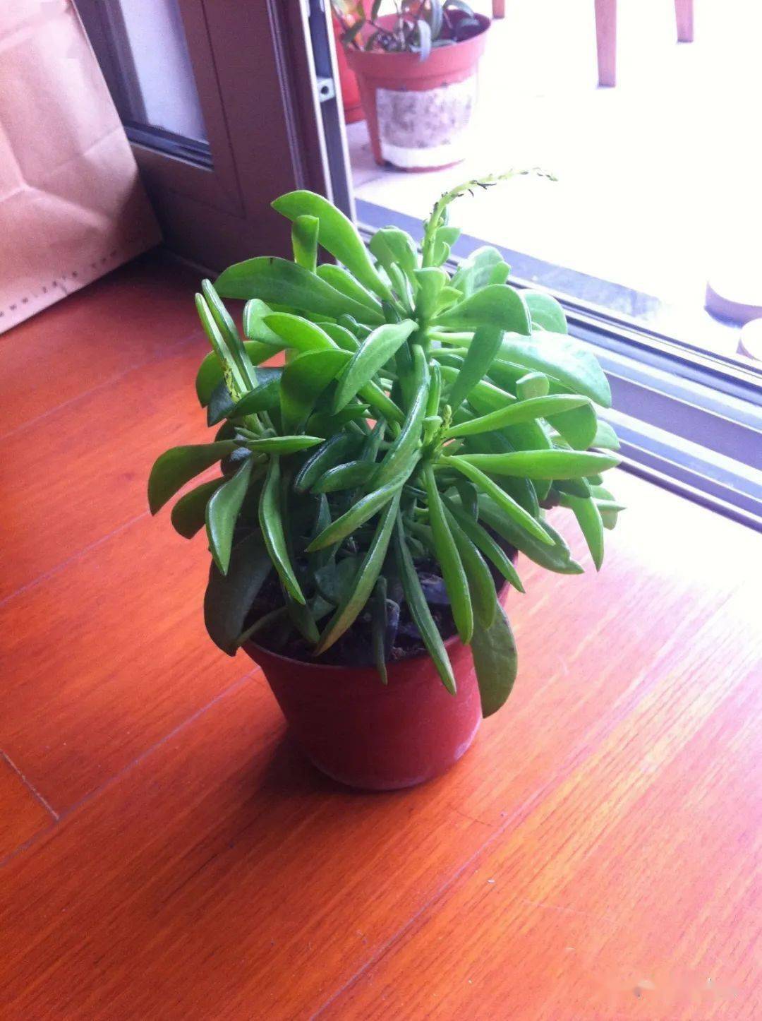 模样像把大砍刀的"欢乐豆",阳台上养一棵真有趣!_植物