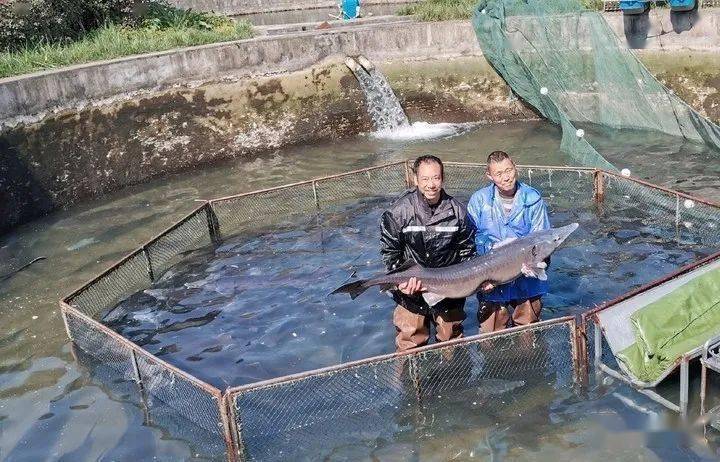 除了雅鱼,雅安丰富的冷水资源,还为更多冷水性特色水产养殖品种繁育