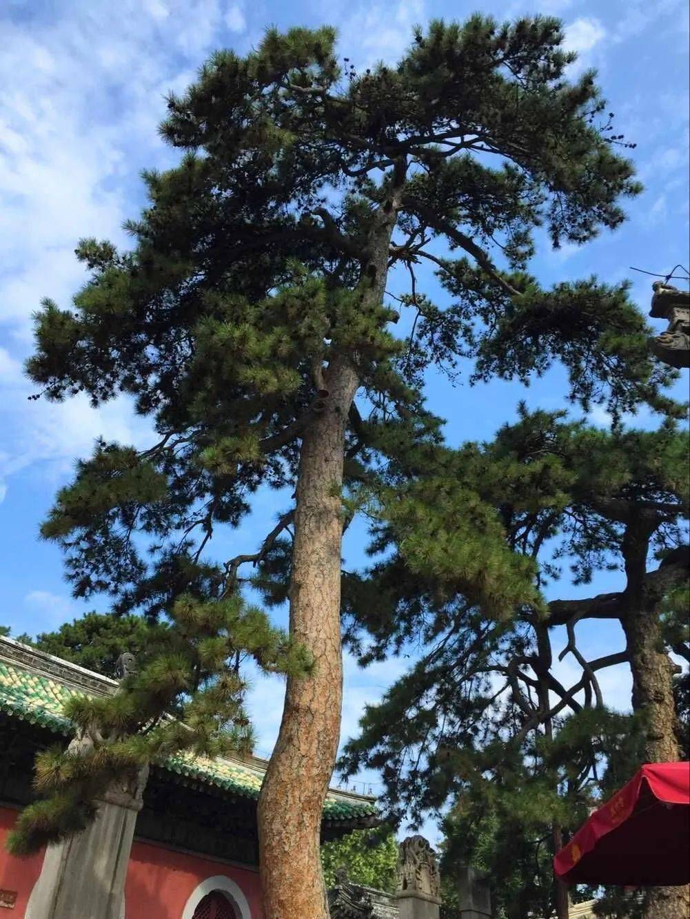 戒台寺|奇松古树名满京城_古松