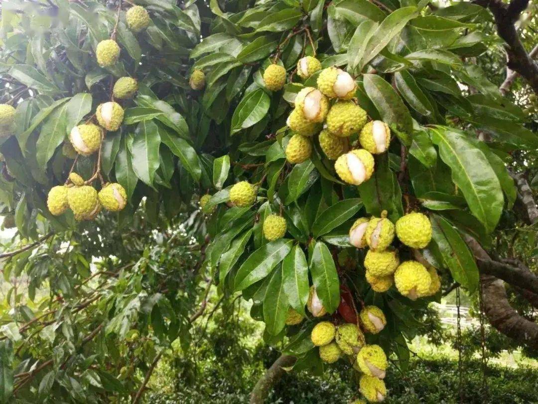 暴雨过后,厚街这类荔枝掉了三成!