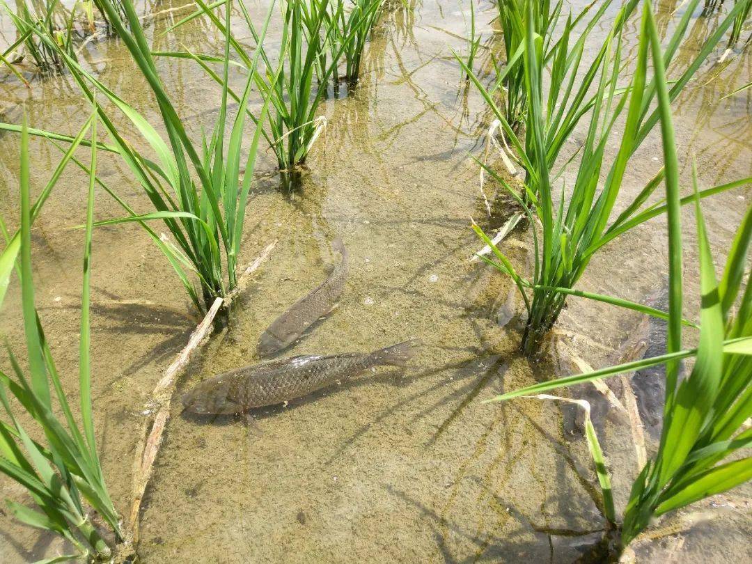 据了解今年啊喇乡预计稻花鱼养殖面积达1000亩稻花鱼预计在八九月份