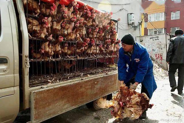 为啥最近只要蛋价跌点淘汰鸡价格就随之大跌