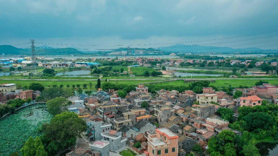 花开半夏来三水西江古镇赏水秀荷香