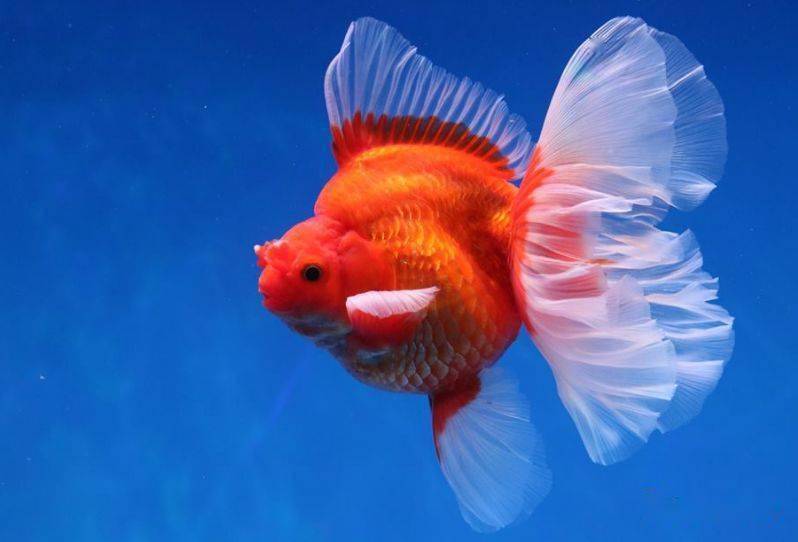 12种鱼壕缸中的标配霸气镇宅有品味