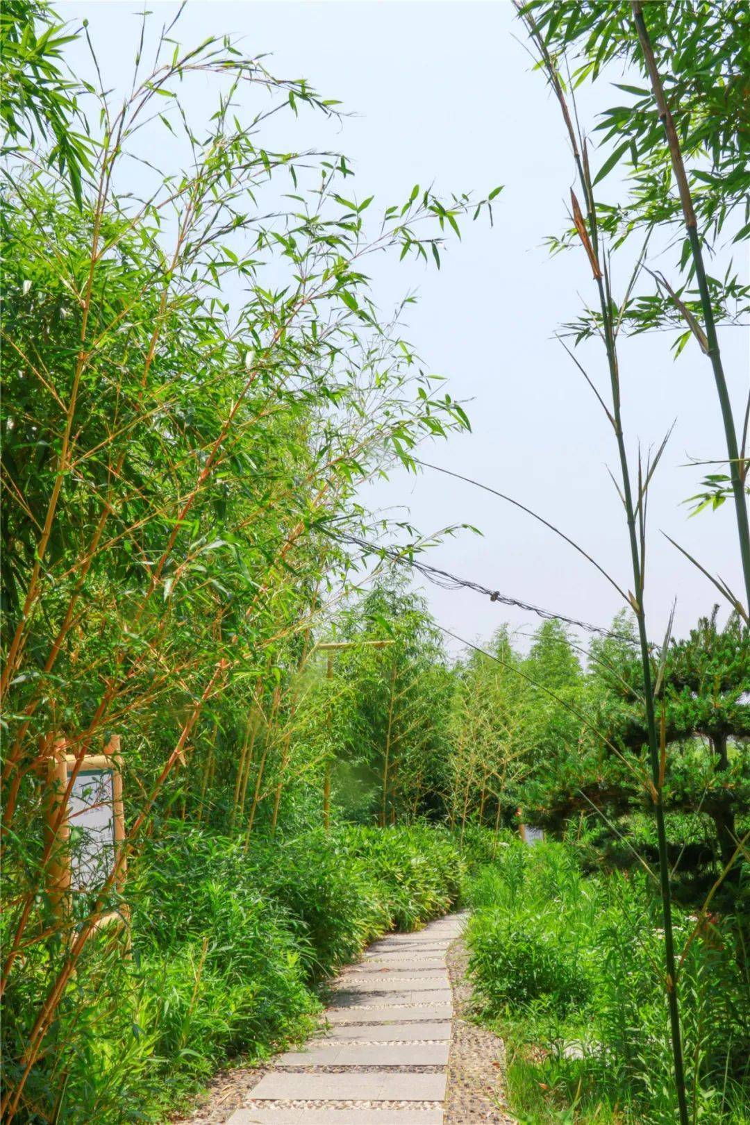 百亩竹园!金华这个村子竹子成"精"了,好玩!