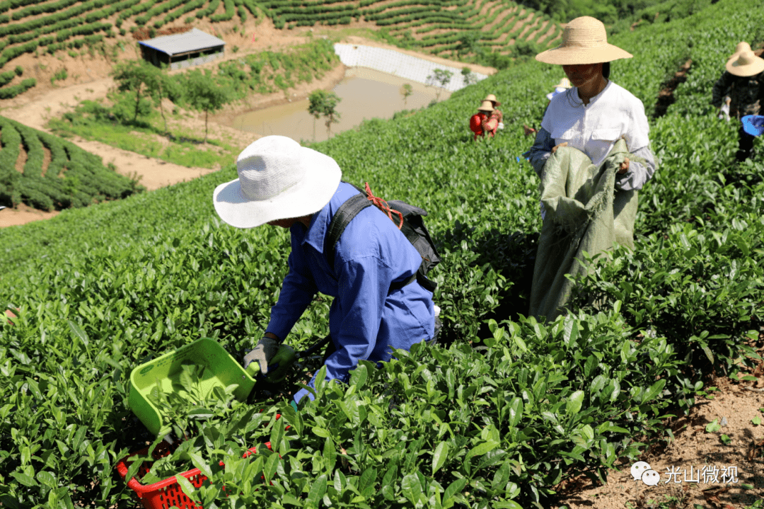 茶视点活跃在光山茶乡里的机械化采茶队