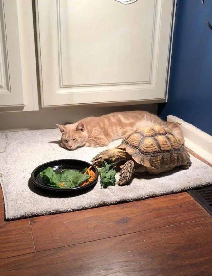 小橘猫陪乌龟朋友吃饭饭，陪着陪着就…