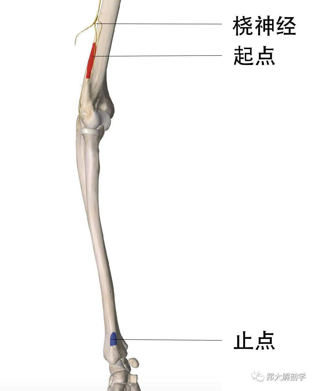 肱桡肌综合征