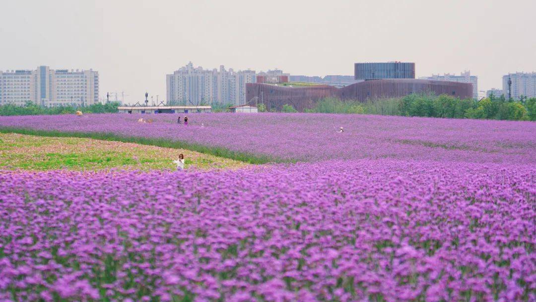 奉贤一日游招募免费体验官小姐姐们613组团来吧从400亩花海到美谷薅