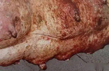 猪场怎样预防猪水疱病与口蹄疫有什么区别
