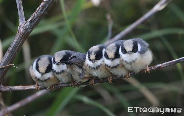 观鸟达人廖美凤意外发现这窝鸟巢,且6只小红山雀羽翼刚长成,不时试飞