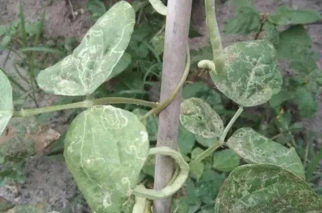 蔬菜上潜叶蝇虫小鬼大擅长叶片上挖地道如何防治