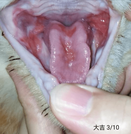 猫咪口炎症状图片图片