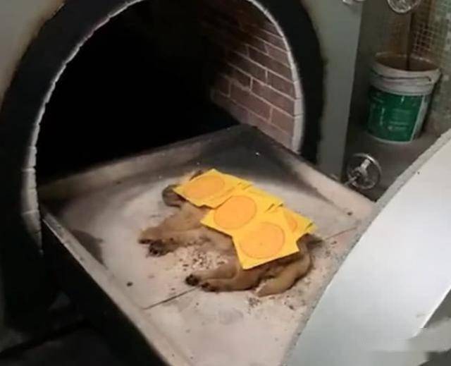 狗狗病死送去火葬推进火炉后看到烧剩下的骨灰主人跪地大哭