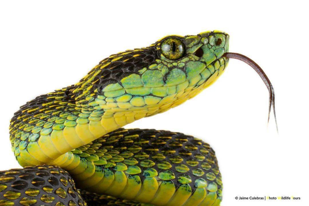 viperbothrops taeniatus成体乔科巨蝮chocoan bushmasterlachesis