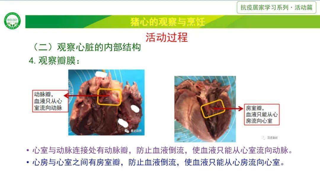 猪心脏内部结构图图片