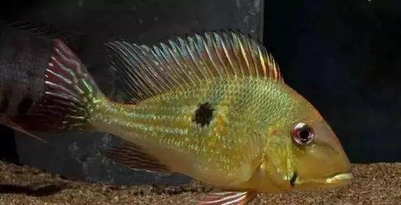 學名:geophagus dicrozoster孔雀翎關刀學名:geophagus crassilabris