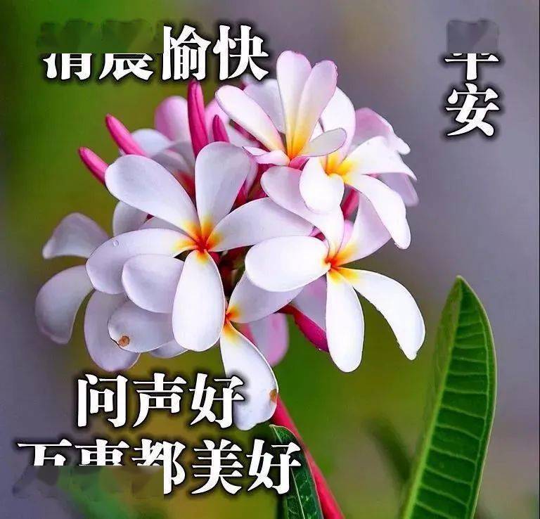 6月5日周五群发早上好问候祝福动态表情图片6月最美早晨好问候表情动态图片 正能量励志语录大全