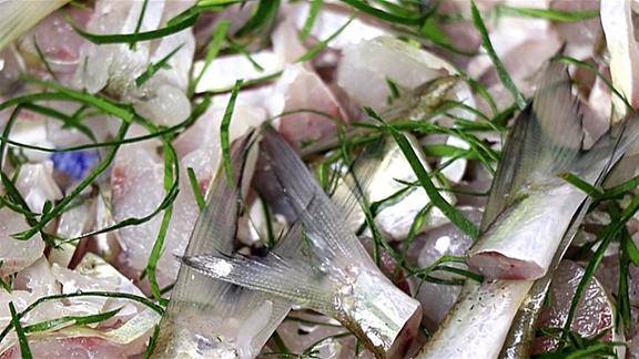 蓝刀鱼做鱼生,切成木马架,吃起来真带劲