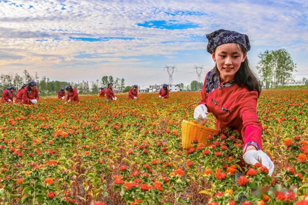 正阳县彭桥新店村60亩草红花喜获丰收 !_种植