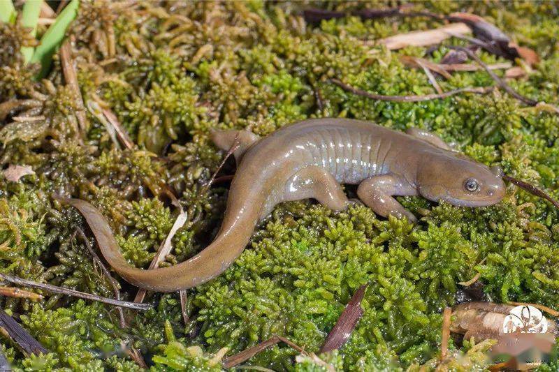 展讯秘境生灵安吉小鲵科研成果展