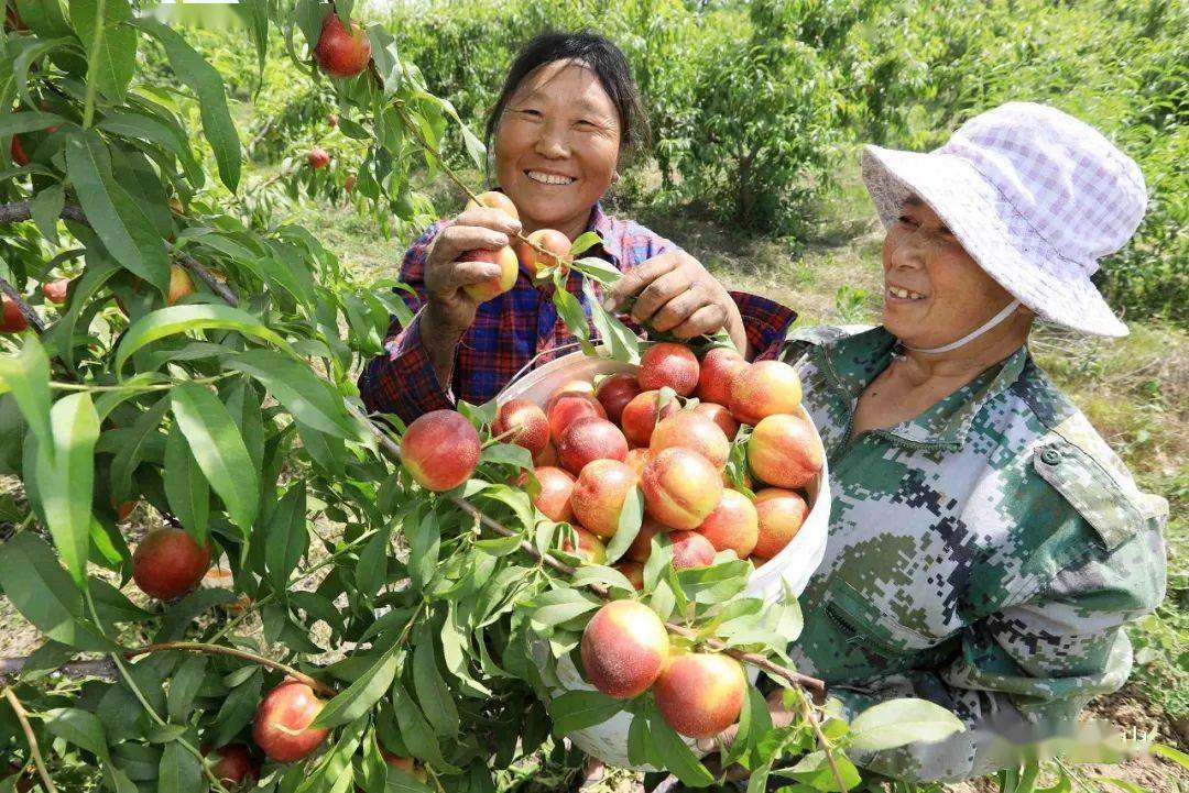 "苑芳鲜"等品种的桃子今年又喜获大丰收,鲜嫩欲滴的桃子挂满了枝头