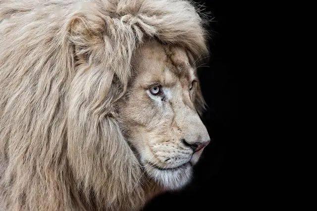 狮族中的独居者——巴巴里雄狮