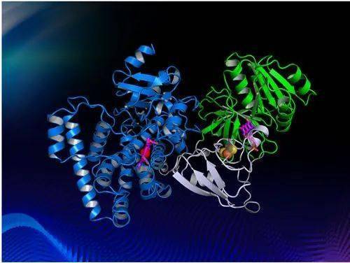 带有血红素 (heme) 的细胞色素p450酶 (cytochrome p450),是一类广泛