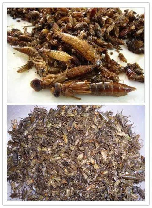 大自然给予元阳人民丰富的生活,元阳县有几十种可食用的虫子,虾巴虫只