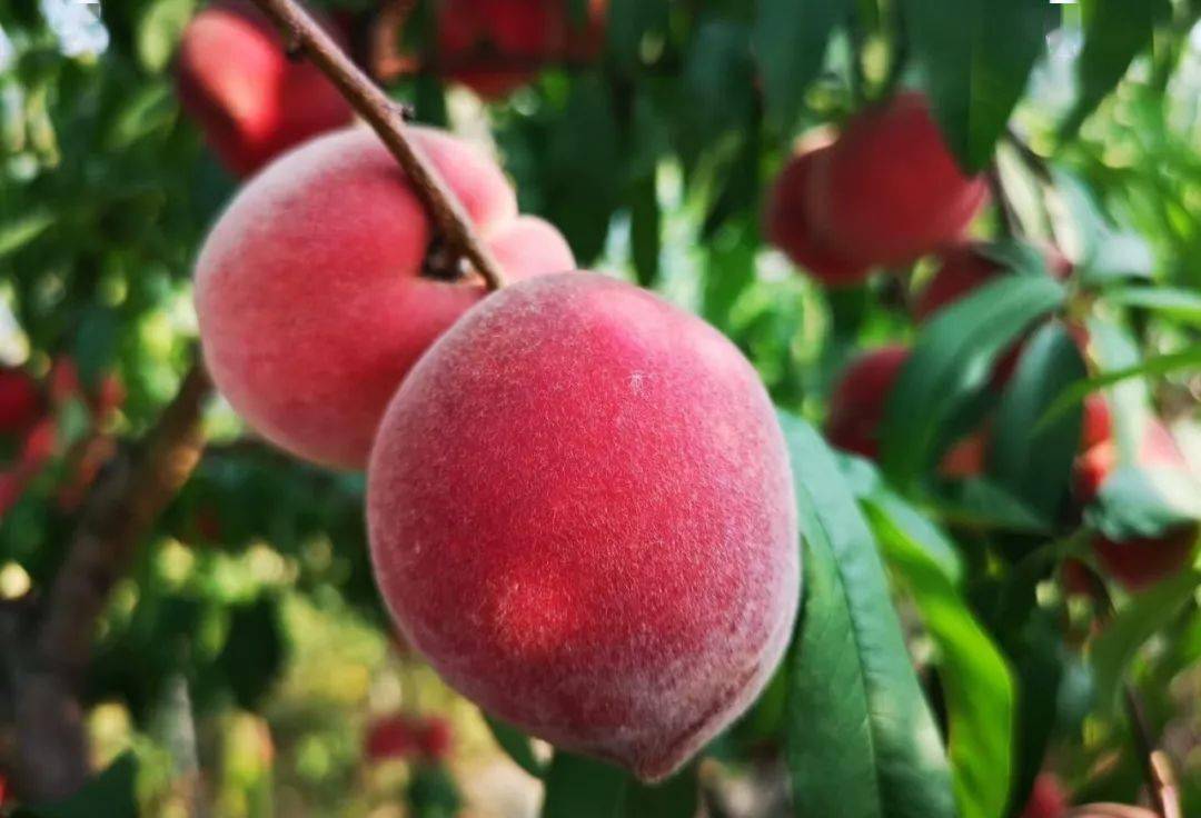 铜梁这里的贵妃红香桃可以采摘啦,去前必看这些福利.