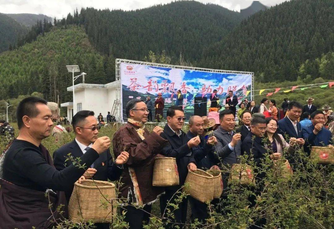 转载:继首个"国际茶日"之后班玛县举办"三色班玛"第二届藏雪茶采摘节