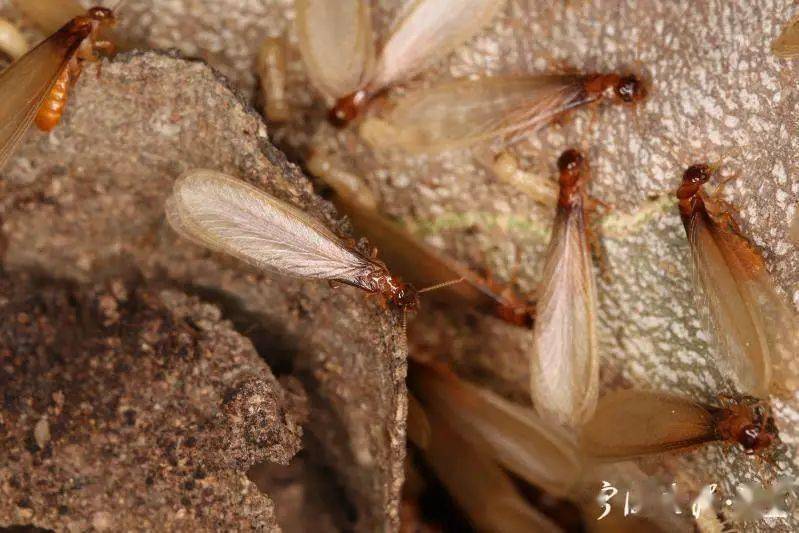 对三种喜欢在居民区安家的白蚁来说,黄胸散白蚁的危害最为广泛