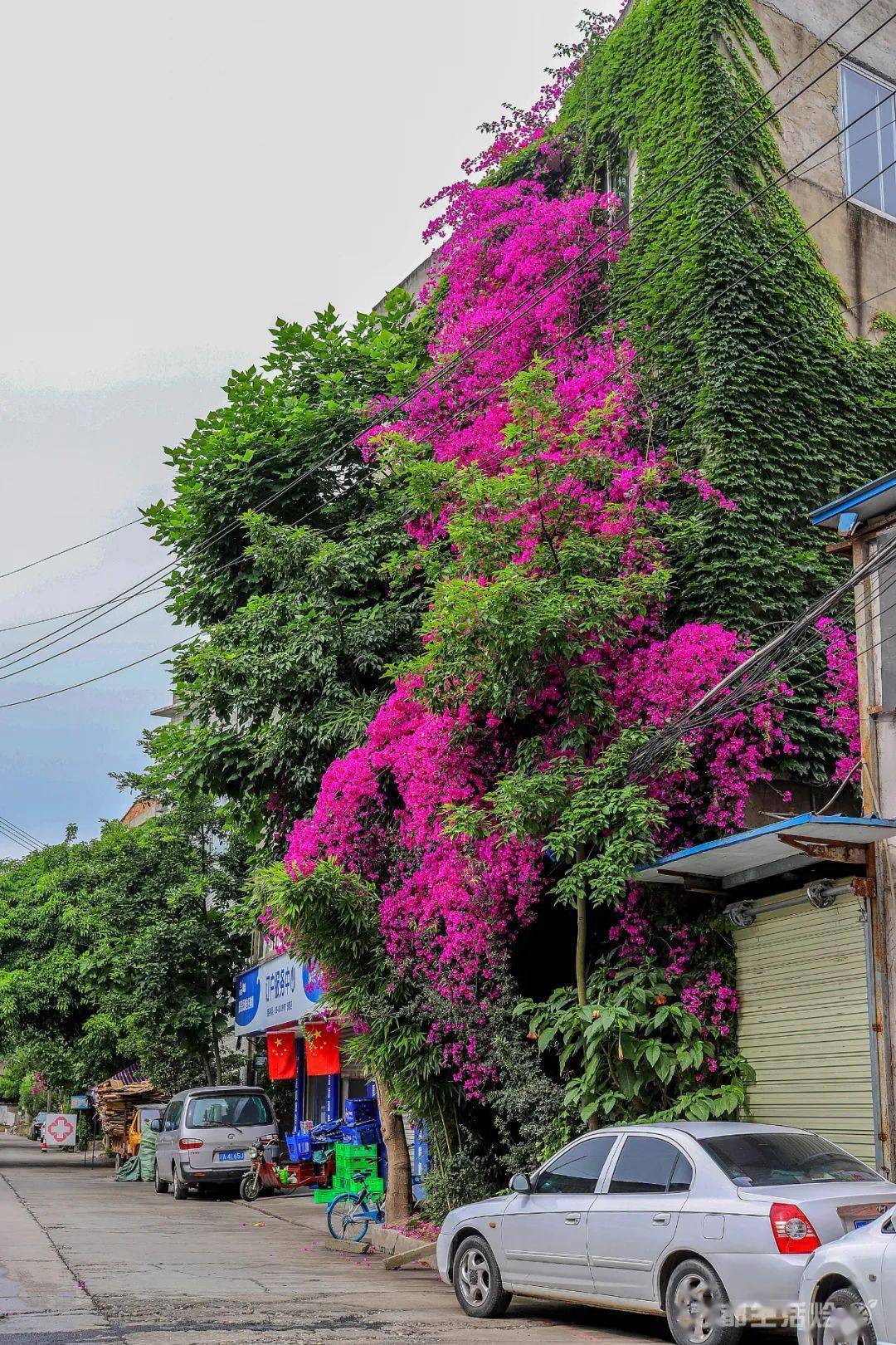 最美阳台这个夏天新都的三角梅瀑布美不胜收
