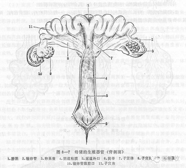 图文详解母猪的卵巢和子宫的奥秘,没有更全的!_卵泡