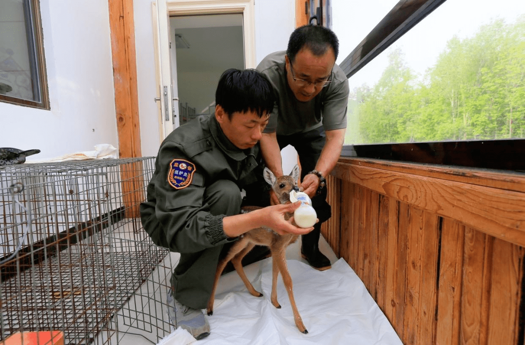 蜀黍救助小可爱竟是国家一级保护动物