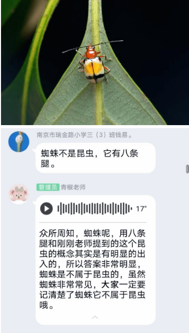 云课堂回顾 第二十讲 探索神奇的昆虫世界 探秘夜晚的小精灵 作品